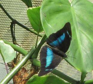 Das Schmetterlingshaus Villa Garzoni