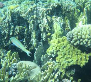 Schnorcheln Sharm El Naga
