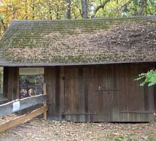 Naturdenkmal Mammutbaum