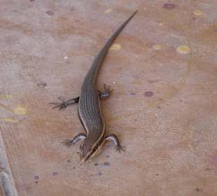 Eidechse im Königspalast