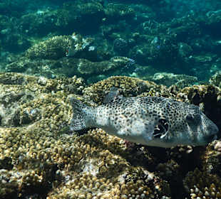 Kugelfisch