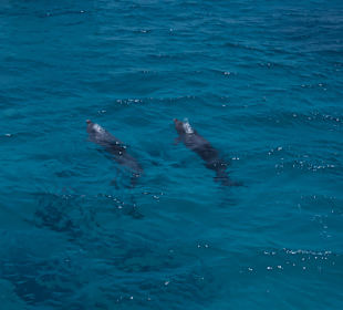 Delphintour mit Alex Hurghada