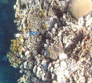 Fische im Hausriff Tulip Resort