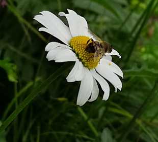 Wandern Balderschwang