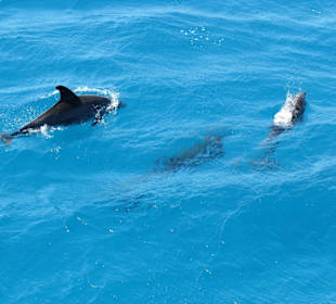 Wieder ein Traumurlaub. Dank Mohamed