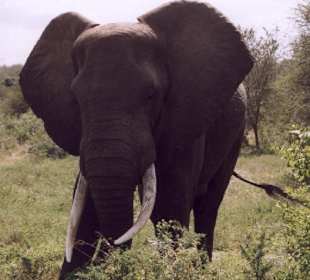 Prächtiger Elefantenbulle