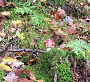 Wandern Schmallenberg