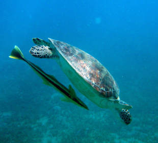 Hotel Lahami Bay Hausriff