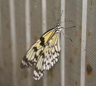 Schmetterling