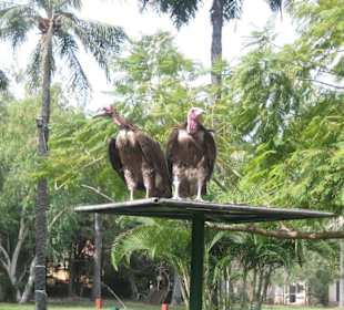 Geier auf der Plattform