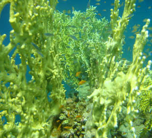 Da musste ich abdrücken