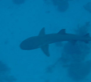 Traumstrand & Korallenriffe/Fische der Superlative