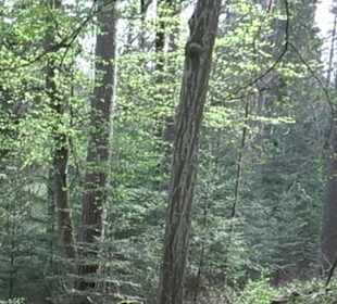 Walderlebnisweg Rottenburg