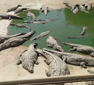 Krokodilfarm Animalia