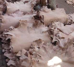 Souks von Marrakesch - Felle von den Gerbereien