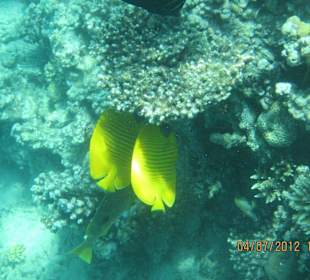 Am Hausriff direkt vor dem Hotel