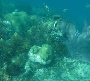 Paradies Insel