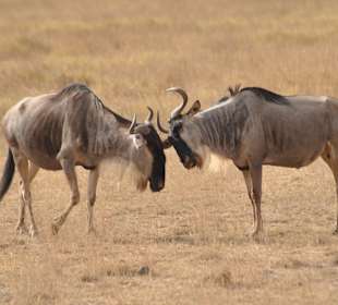Amboseli National Park 
