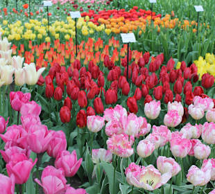 Keukenhof