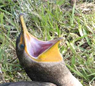 Everglades National Park: Anhinga Trail