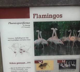 Südamerikabereich - Flamingos