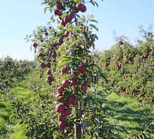 Blick in die Obstplantagen