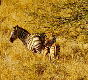 Maasai Zebras