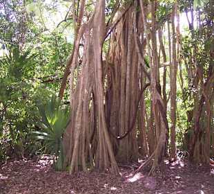 Schöner Baum 