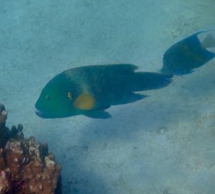 Unterwasserwelt Musandam