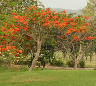 Palm Hills Golf Club