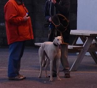 Windhunderennen Tralee