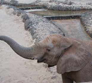 Elefant - noch einen Apfel bitte