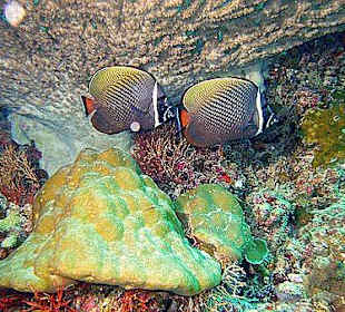 Halsband-Falterfische