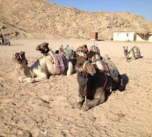 Mit dem Dromedar durch die Wüste