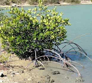 Mangrove am Ufer der Saline