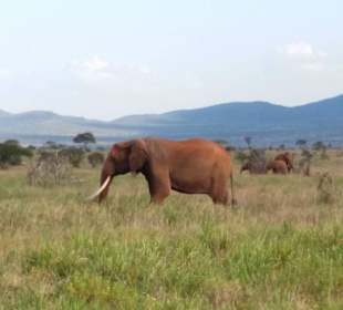 Auf Safari in Tsavo West