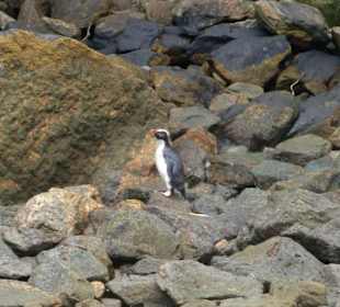 Pinguine in der Bucht