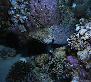 Muräne beim Nachttauchgang