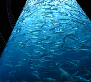 Großer Fischschwarm