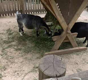 Tierpark Hellabrunn - Afrika