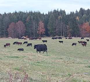 Angusherde Herzogsägmühle