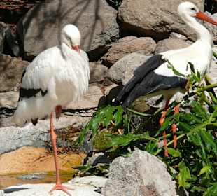 Weißstorch