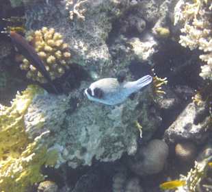 Tolle Unterwasserwelt