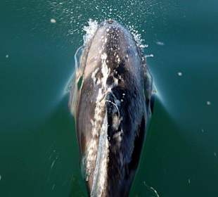 Heaviside-Delfin vor Lüderitz, Namibia