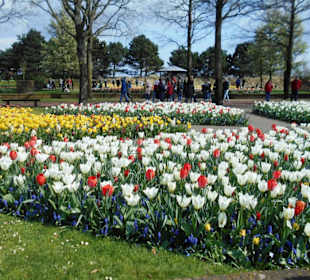 Blumenpracht im Keukenhof