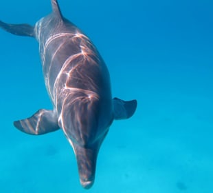 Delfin Tour Hurghada