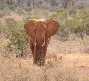 Tsavo-East-Nationalpark