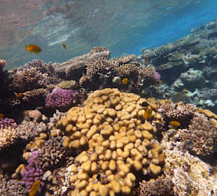 Einmalie Erlebnisse mit Mo´s Delfinen