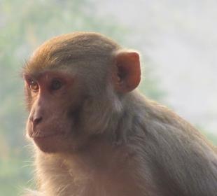 Affe am Ausgang des Taj Mahal
