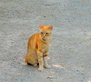  Kreta słodziak kotek